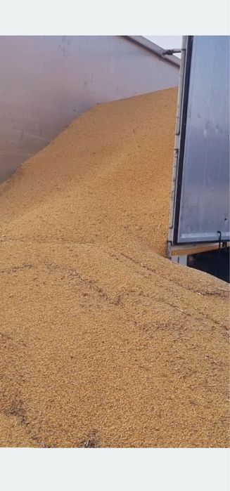 Porumb de vanzare 1,20kg