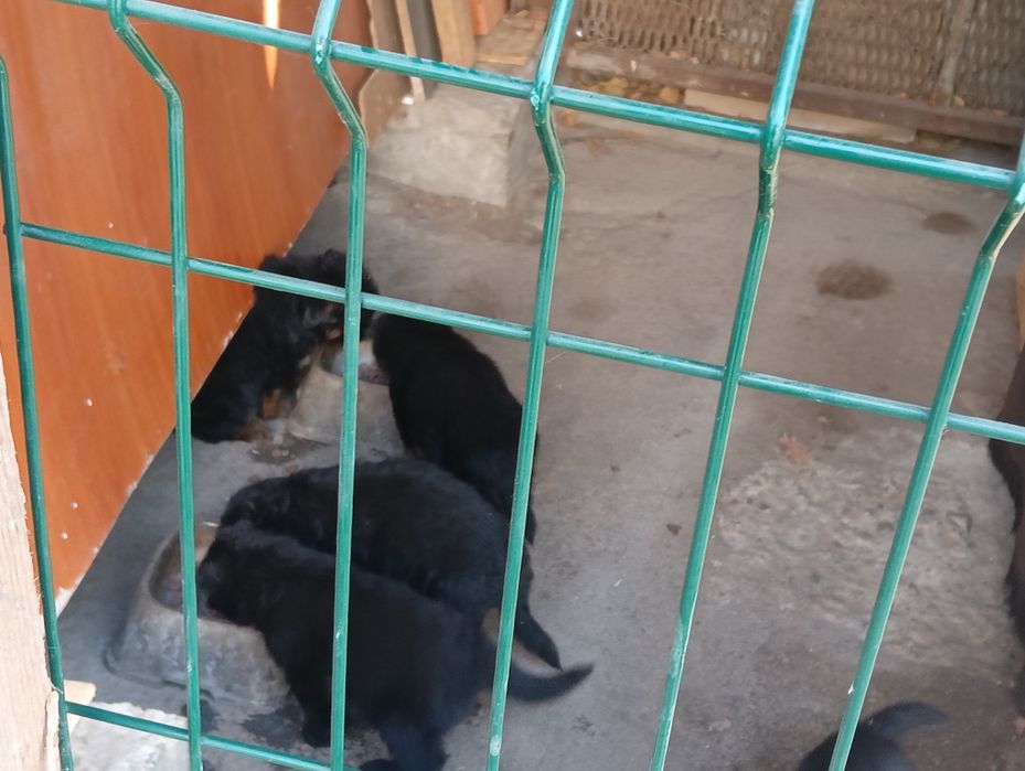 Продаются щенки немецкой овчарки