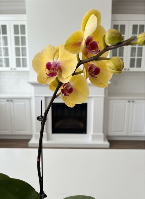 Орхидеи  9 сортов