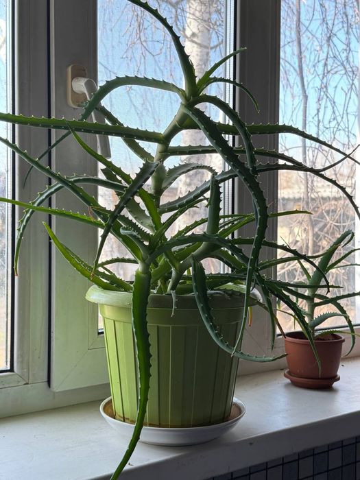 Алоэ растение (столетник)