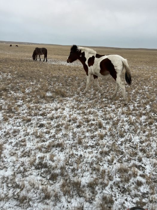 .Жабағы тяж