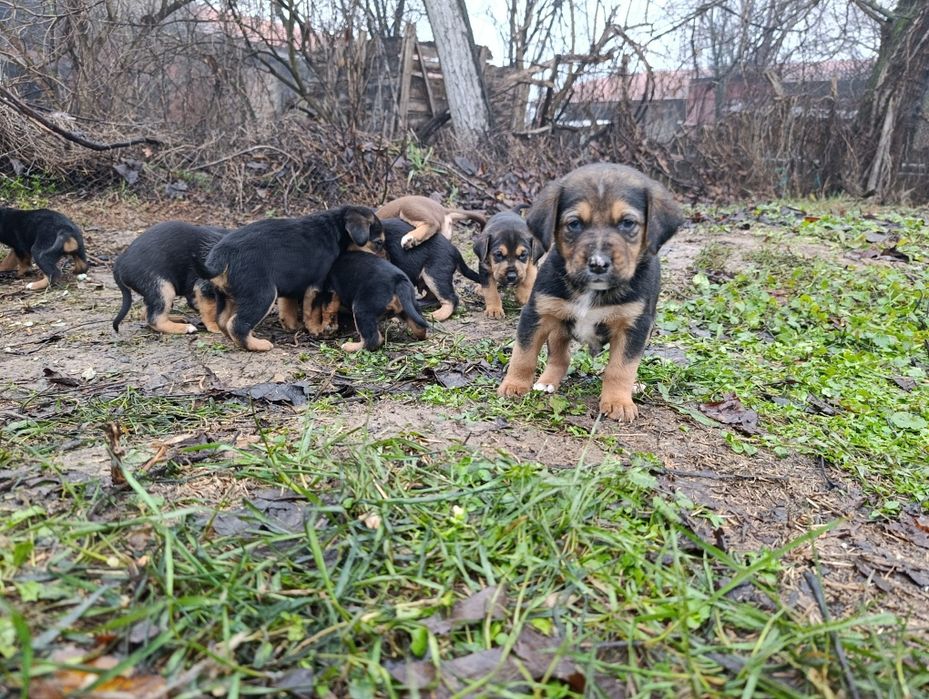 Подарявам кученца