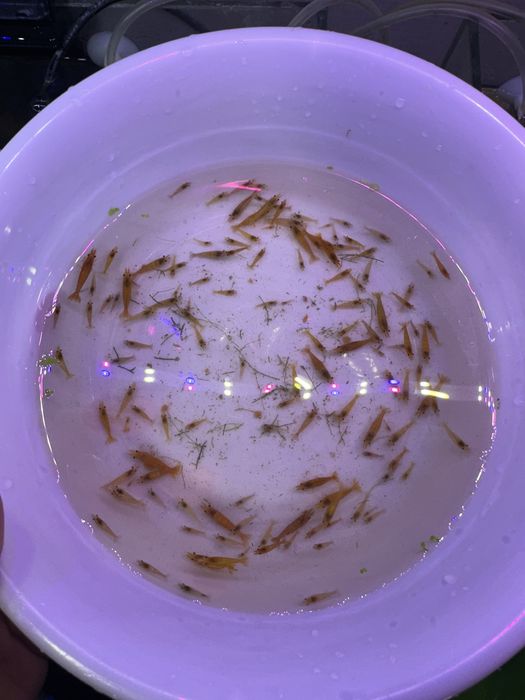 Неокардина Orange (оранживый) Криветка  Креветка  Krevetka Сотилади