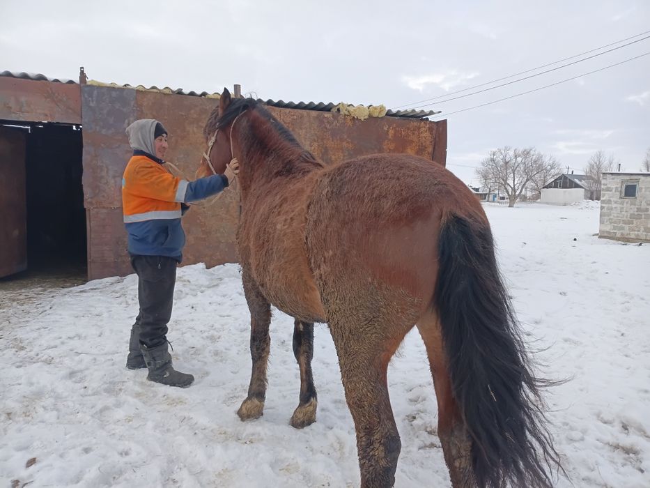 Айгыр сатылады .