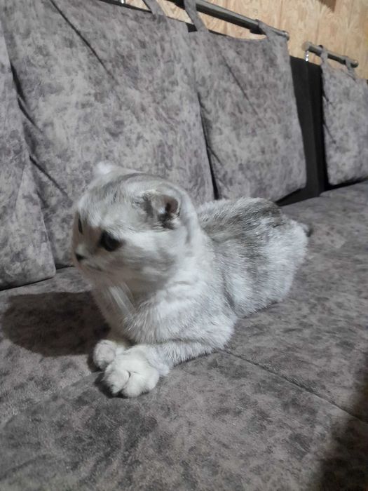 Mushuk Scottish Fold