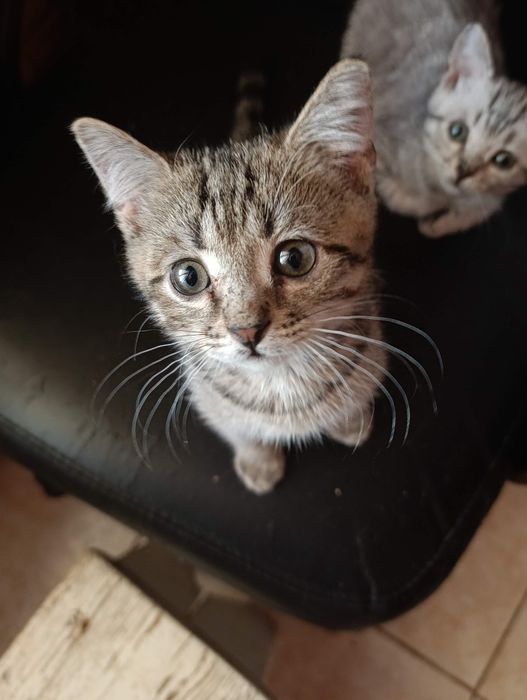 Отдам котят в добрые руки