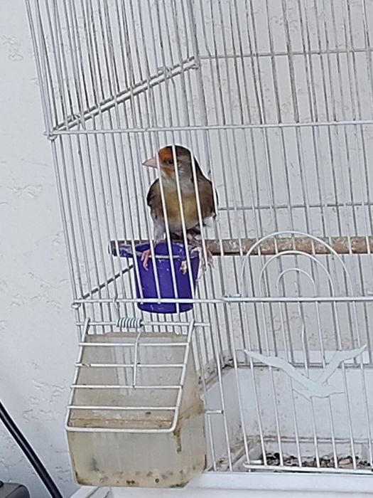 Gibrid gibrid sava