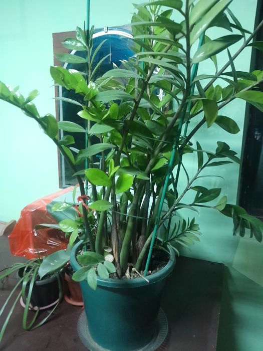 комнотное растения