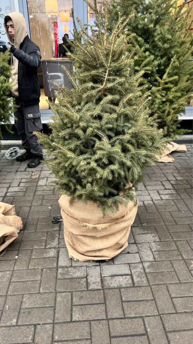 Продам живые ёлки