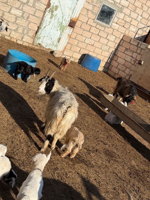 Лақты ешкілер сатылады