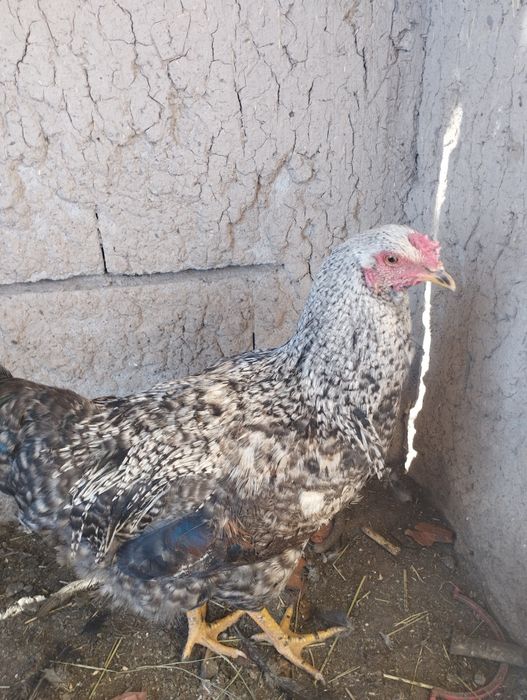 Продам молодых петушков