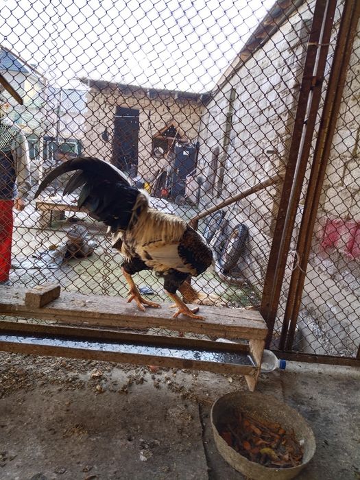 Петух продается.