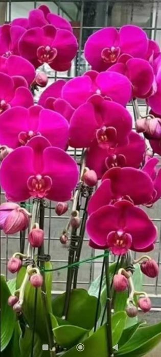Орхидеи,комнатные растения