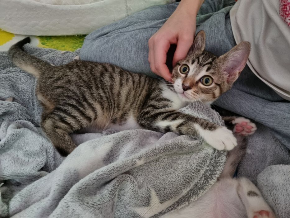 Отдам котят в добрые руки