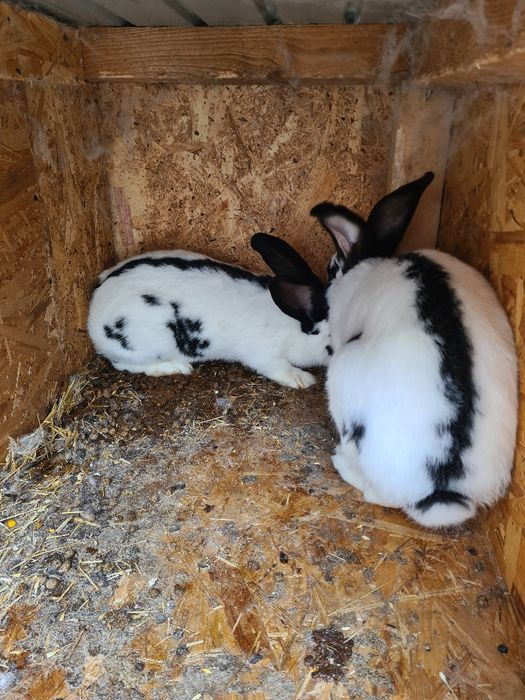 Vand iepuri urias de transilvania, fluture german și cap de leu pitic