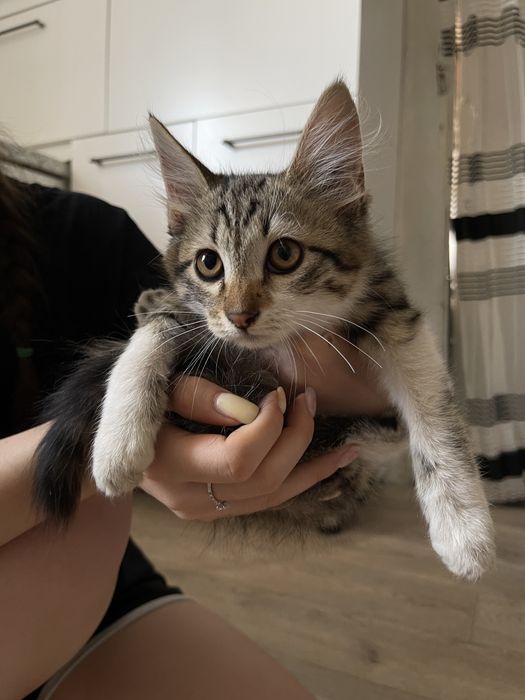 Котята сиамские смешанные