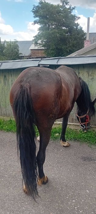 Vând mânză de 2 ani împliniți pe 17.07.2026, neinvatată la ham