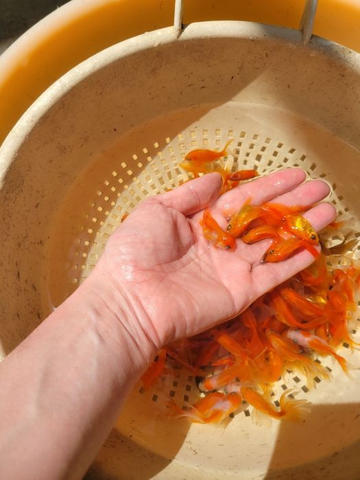 Аранда , Золотая Рыбка