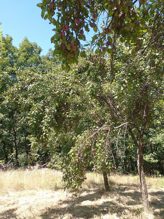 Prune de vanzare
