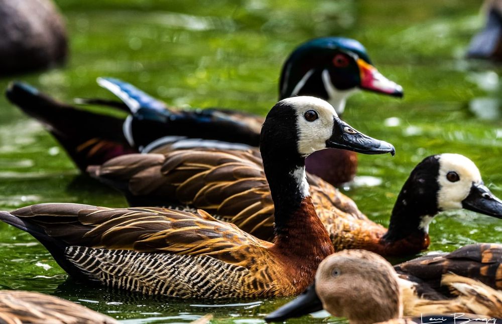 Vand rate exotice, gaste, lebede