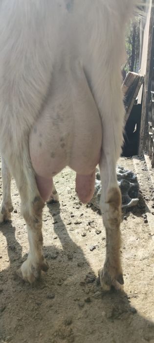 Продаются  козы и козлята пятимесячные.