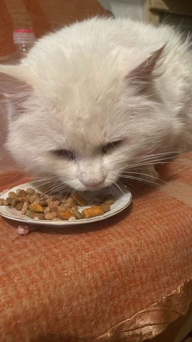 Отдам даром котика!