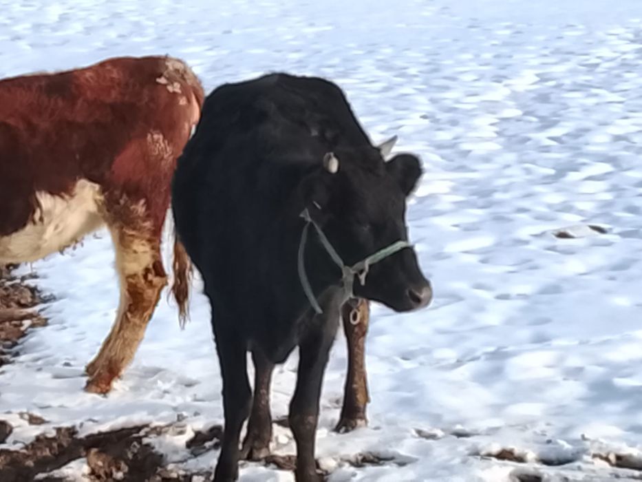 Продам стельных коров