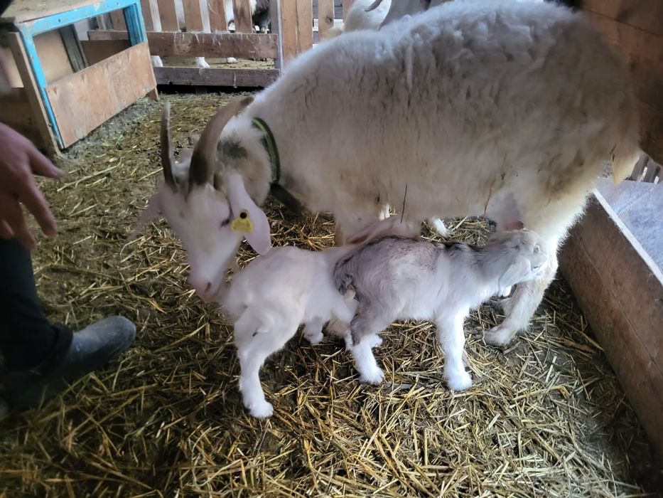Зааненская доенная коза с козлятами молочная