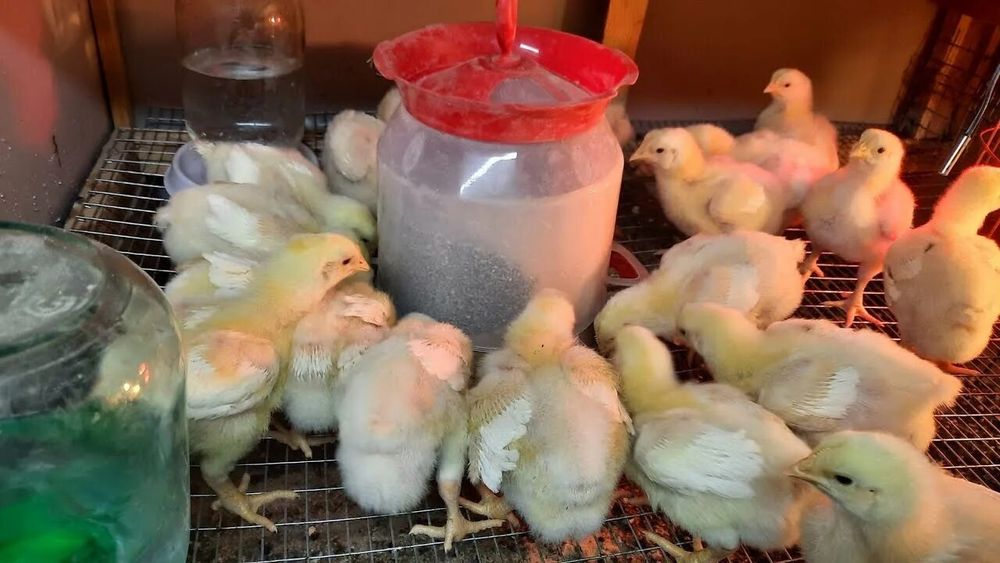 Цыплята,  Бройлер, Кобб-500,