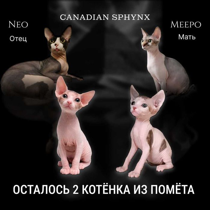 Остались 2 котёнка | канадский сфинкс | готовы к переезду