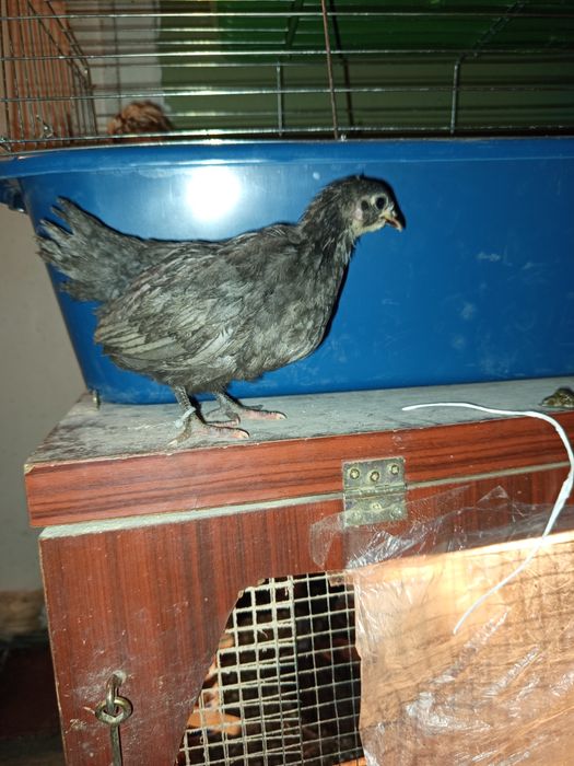 Австролорп на 2 месеца