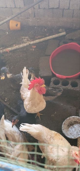 Srochna sotiladi Damashni xo'rozla donasi 130000 min soni 4 ta