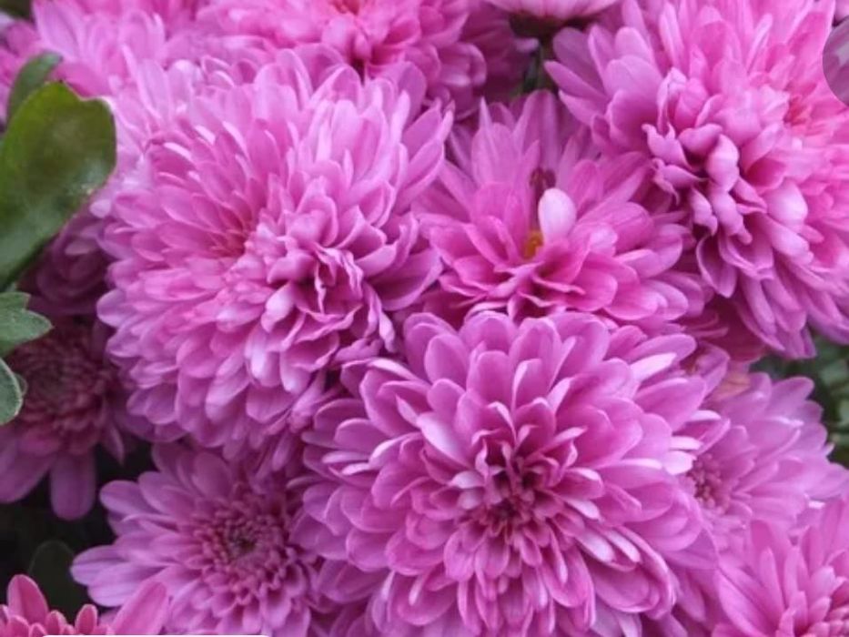 Многолетние цветы для сада