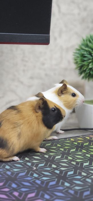 Продам 2 свинок Американские