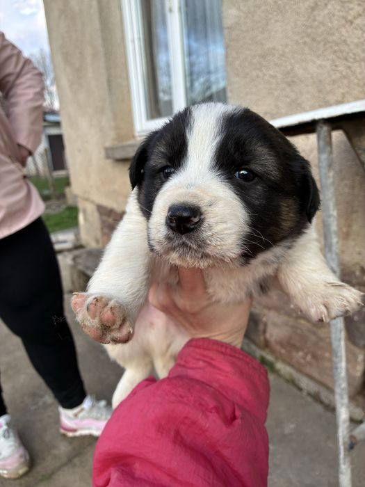 Малки кучетца търсят любящ дом