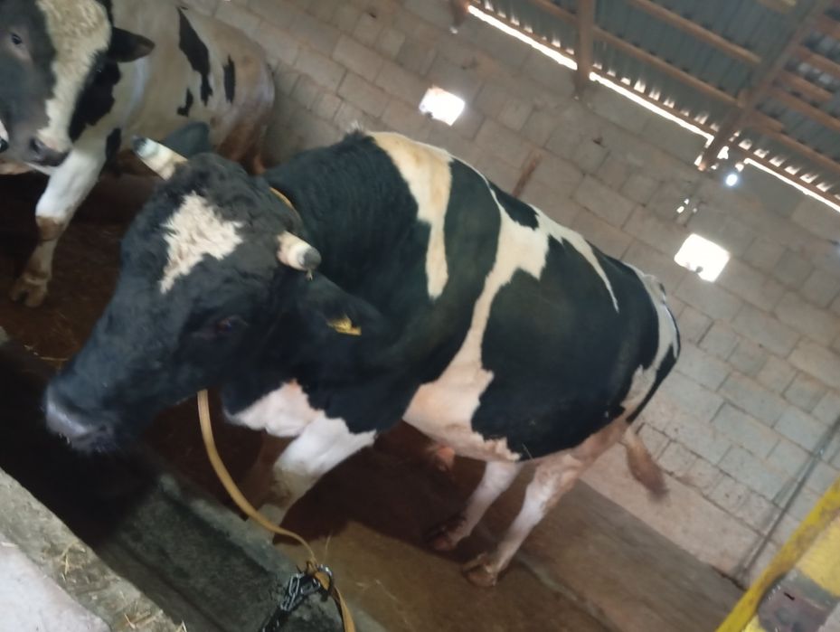 Бычки 2,5 годовалые