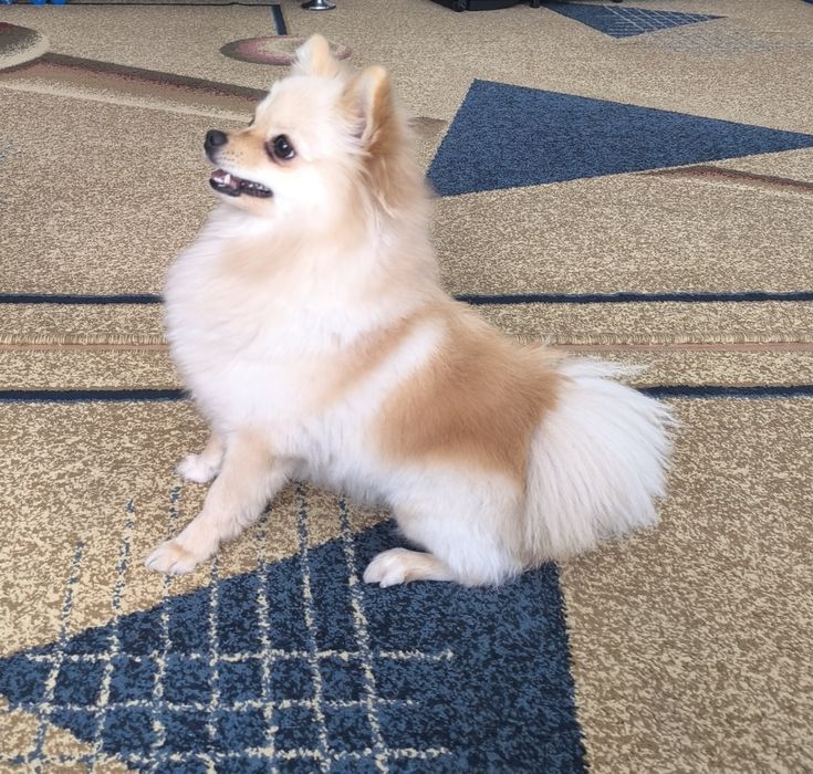 Собака домашний Шпиц японский