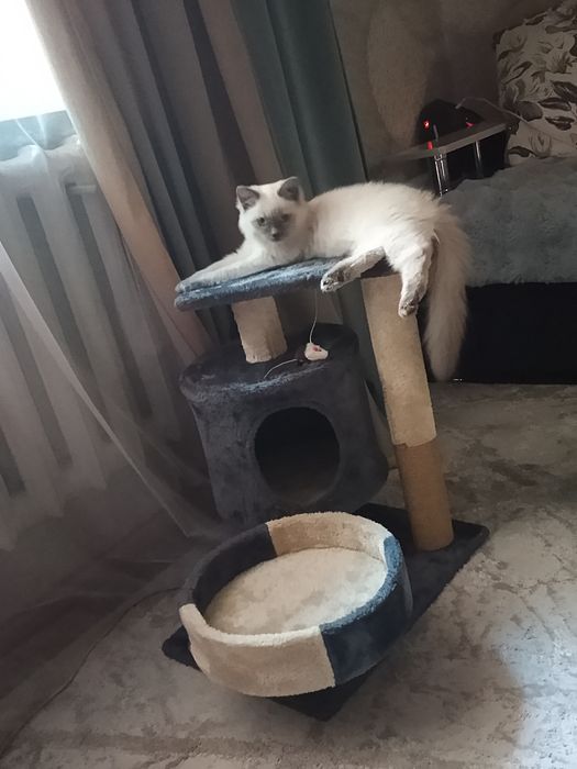 Отдам котенка в добрые руки