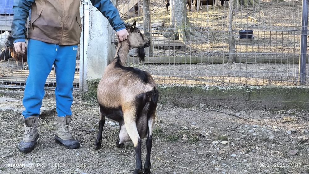 Tap tapi anglonubian alpin 2025