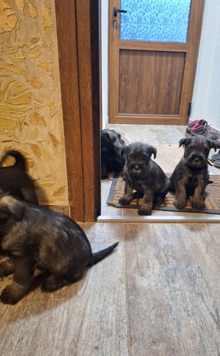 Мител Шнауцер(стандартен)-сол и пипер