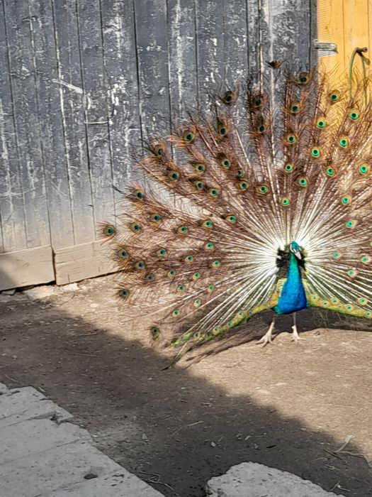 Vand paun matur de 4 ani