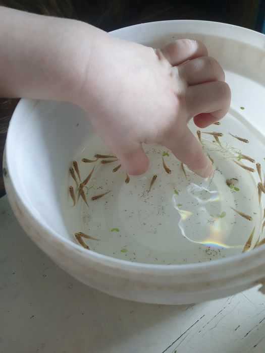 Гарра руфа спа рыбка