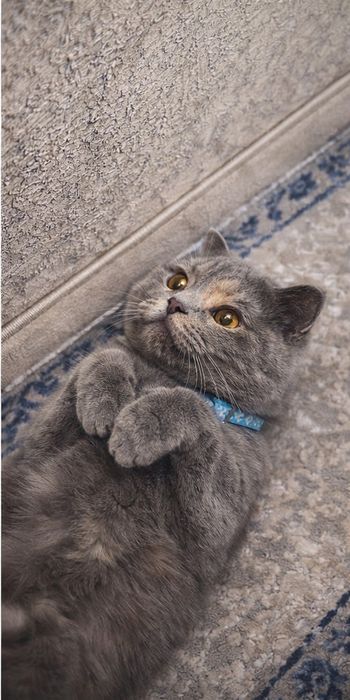 "Маленькое чудо с большими глазами: вислоухая шотландская кошка"