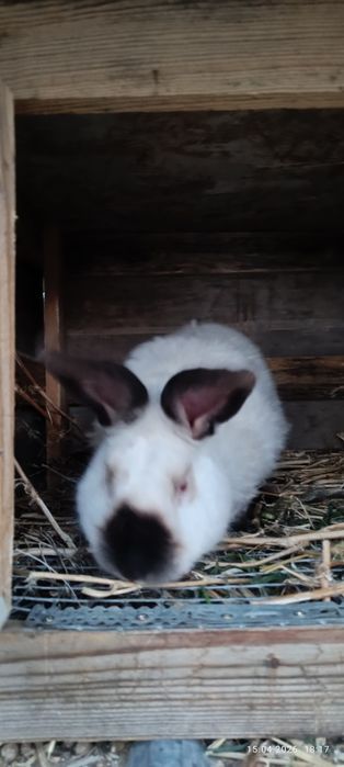 Чистапародная крол рабочий