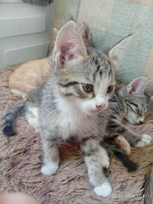 Отдам даром котят