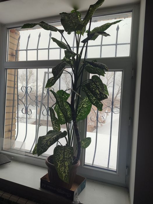 Диффенбахия Комнатные цветы