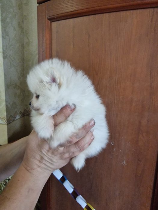 Продам щенков шпица.