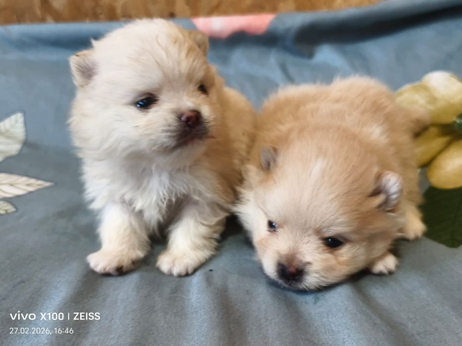 Очаровательные щенки шпица.