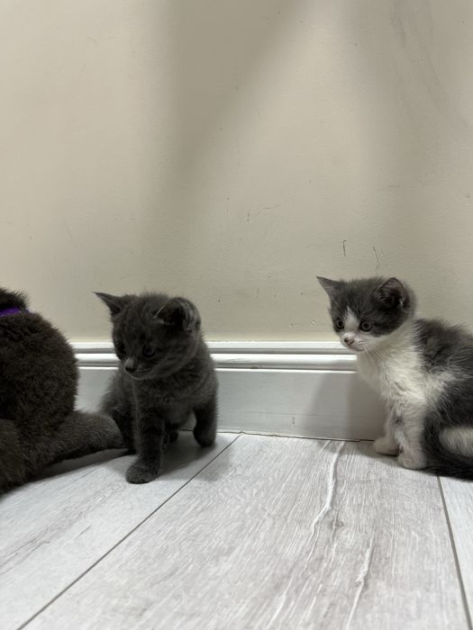 Кошка британская кошка 2 мес