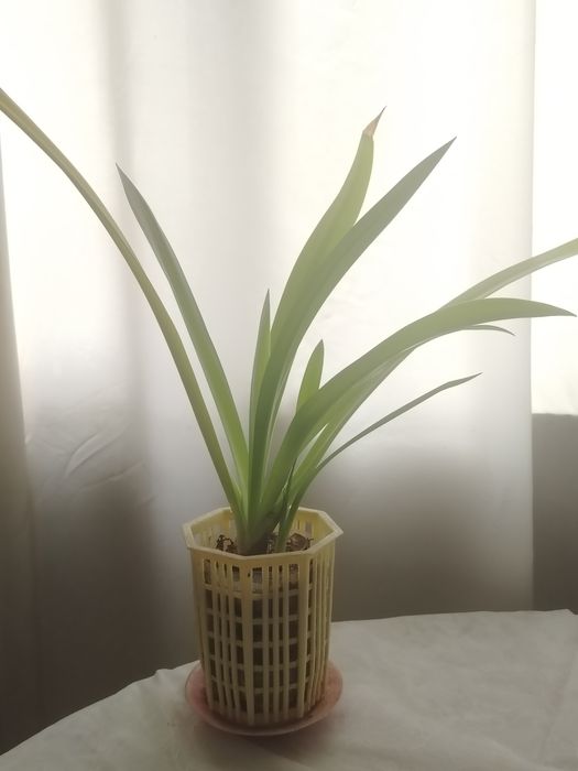 Белая лилия Панкрациум!Необыкновенный цветок!!